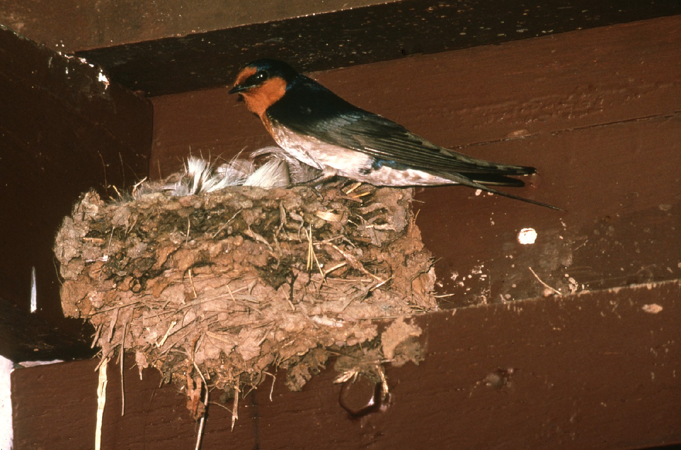Nesting Swallow