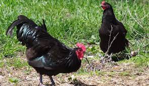 Australorp chickens