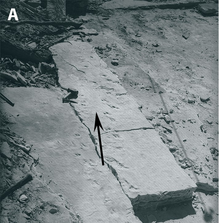 Berowra's Triassic footprints