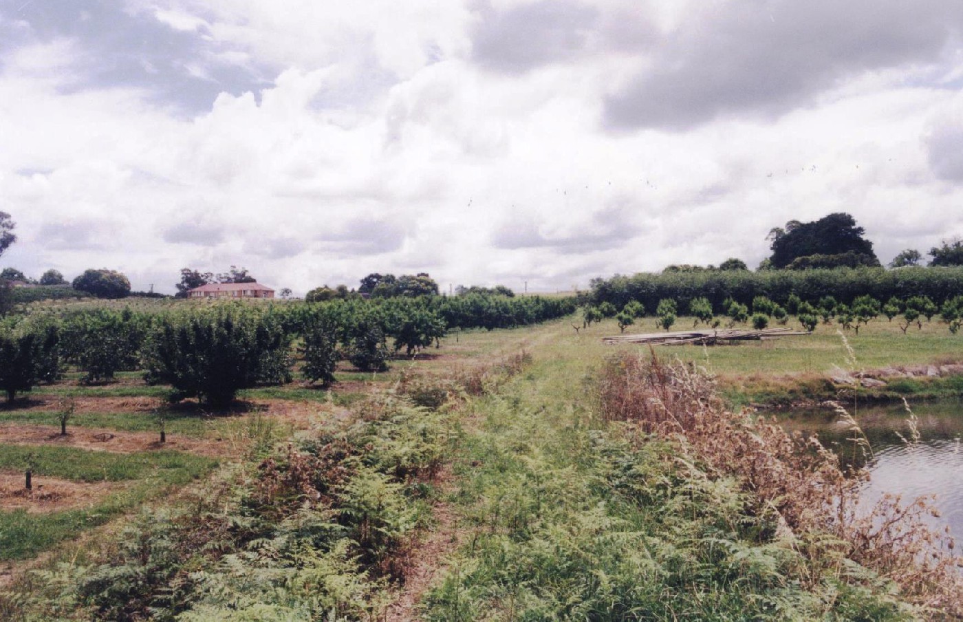 The Waddell orchard in Galston