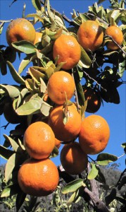 Mandarins grow well in the Lower Hawkesbury