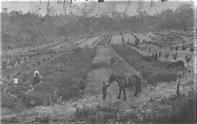 Grimson's Farm is now the site of Hornsby North Public School